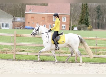 Andalusian, Mare, 5 years, 15.1 hh, Gray-Blue-Tan