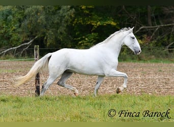 Andalusier, Stute, 5 Jahre, 15,1 hh, Schimmel