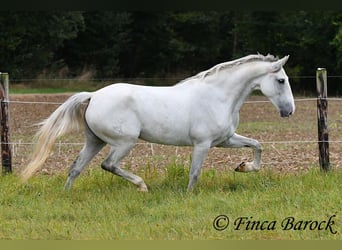 Andalusier, Stute, 5 Jahre, 15,1 hh, Schimmel