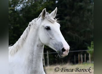 Andalusier, Stute, 5 Jahre, 15,1 hh, Schimmel