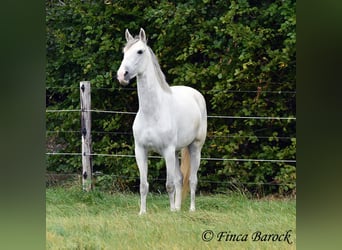 Andalusier, Stute, 5 Jahre, 15,1 hh, Schimmel