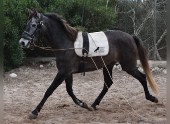 Andalusian, Mare, 5 years, 15.1 hh, Gray