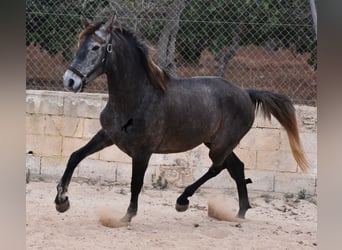 Andalusian, Mare, 5 years, 15.1 hh, Gray