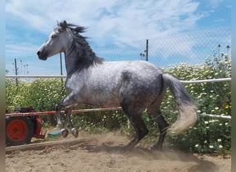 Andalusian, Mare, 5 years, 15.1 hh, Grey-Dapple