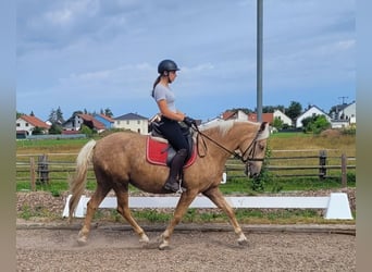 Andalusian Mix, Mare, 5 years, 15.1 hh, Palomino