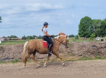Andalusian Mix, Mare, 5 years, 15.1 hh, Palomino