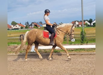 Andalusian Mix, Mare, 5 years, 15.1 hh, Palomino