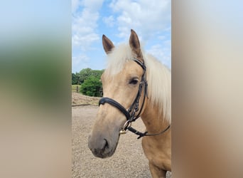 Andalusian Mix, Mare, 5 years, 15.1 hh, Palomino