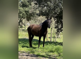 Andalusian Mix, Mare, 5 years, 15.2 hh, Bay-Dark