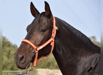 Andalusier, Stute, 5 Jahre, 15,2 hh, Rappe