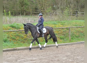 Andalusian, Mare, 5 years, 15.2 hh, Black