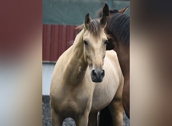 Andalusian, Mare, 5 years, 15,2 hh, Dun