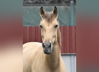 Andalusian, Mare, 5 years, 15,2 hh, Dun