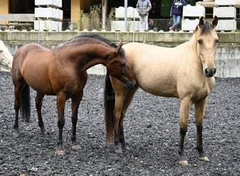 Andalusian, Mare, 5 years, 15,2 hh, Dun