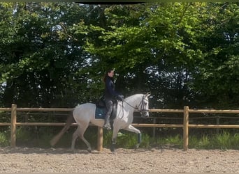 Andalusian, Mare, 5 years, 15.2 hh, Gray