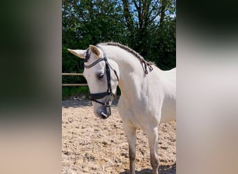Andalusian, Mare, 5 years, 15.2 hh, Gray
