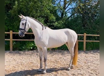 Andalusian, Mare, 5 years, 15.2 hh, Gray
