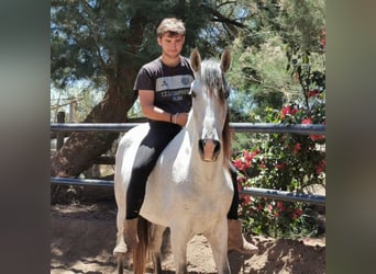 Andalusian, Mare, 5 years, 15,2 hh, Gray