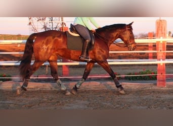 Andalusian, Mare, 5 years, 15.3 hh, Bay