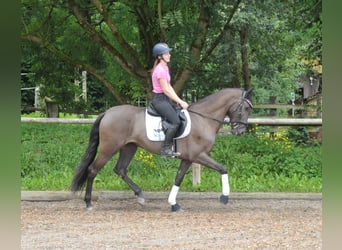 Andalusian, Mare, 5 years, 15.3 hh, Brown