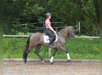 Andalusian, Mare, 5 years, 15.3 hh, Brown