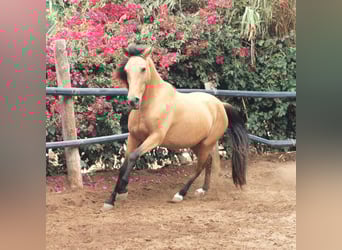 Andalusian, Mare, 5 years, 15 hh, Dun