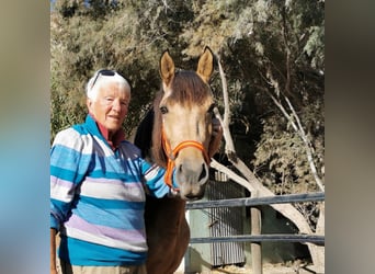 Andalusian, Mare, 5 years, 15 hh, Dun