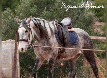 Andalusian, Mare, 5 years, 15 hh, Gray