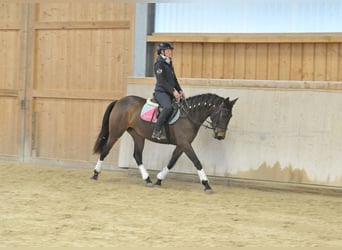Andalusian, Mare, 5 years, 15,1 hh, Bay-Dark