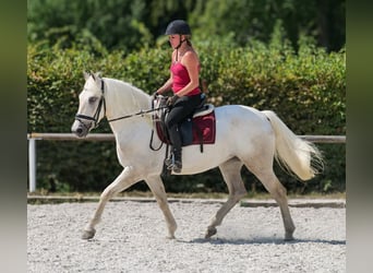 Andalusian, Mare, 5 years, 15,1 hh, Grey
