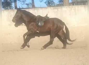 Andalusian, Mare, 5 years, 15,2 hh, Brown