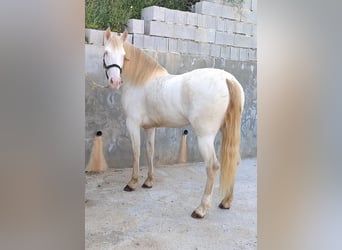 Andalusian, Mare, 5 years, 15,2 hh, Cremello