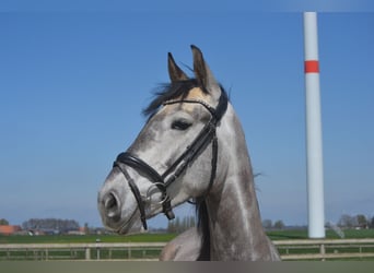 Andalusian, Mare, 5 years, 15,3 hh, Gray