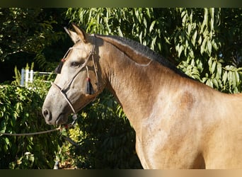 Andalusian, Mare, 5 years, 16 hh, Buckskin