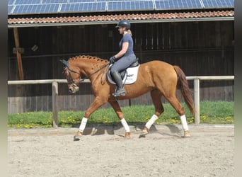 Andalusian, Mare, 5 years, 16 hh, Chestnut-Red