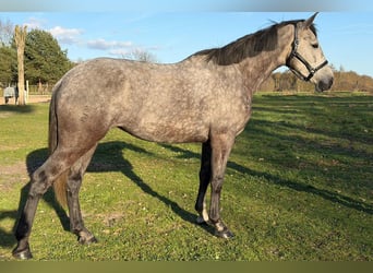 Andalusian, Mare, 5 years, 16 hh, Grey-Dark-Tan