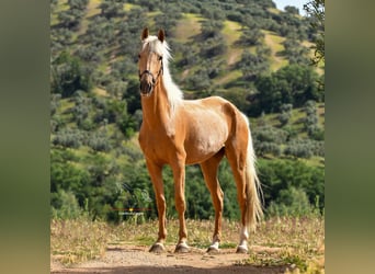 Andalusian, Mare, 5 years, 16 hh, Palomino