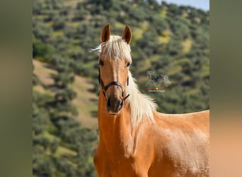 Andalusian, Mare, 5 years, 16 hh, Palomino