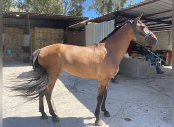 Andalusian Mix, Mare, 5 years, 17 hh, Dun