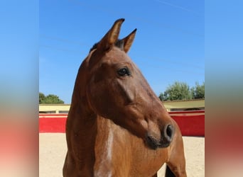 Andalusian, Mare, 5 years, Bay