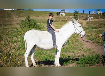 Andalusian, Mare, 6 years, 12.2 hh, Can be white
