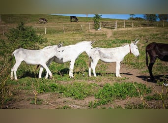 Andalusian, Mare, 6 years, 12.2 hh, Can be white