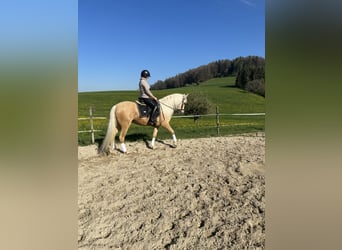 Andalusian, Mare, 6 years, 14.2 hh, Palomino