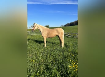 Andalusian, Mare, 6 years, 14.2 hh, Palomino