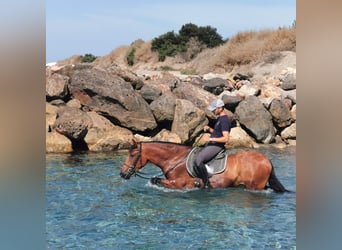 Andalusian, Mare, 6 years, 14,2 hh, Brown