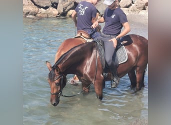 Andalusian, Mare, 6 years, 14,2 hh, Brown