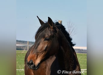 Andalusian, Mare, 6 years, 15.1 hh, Brown