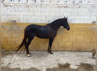 Andalusian, Mare, 6 years, 15.1 hh, Chestnut