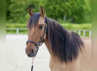 Andalusian, Mare, 6 years, 15.1 hh, Dun