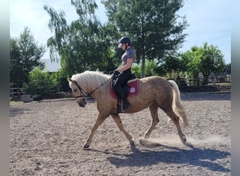 Andalusian Mix, Mare, 6 years, 15.1 hh, Dun